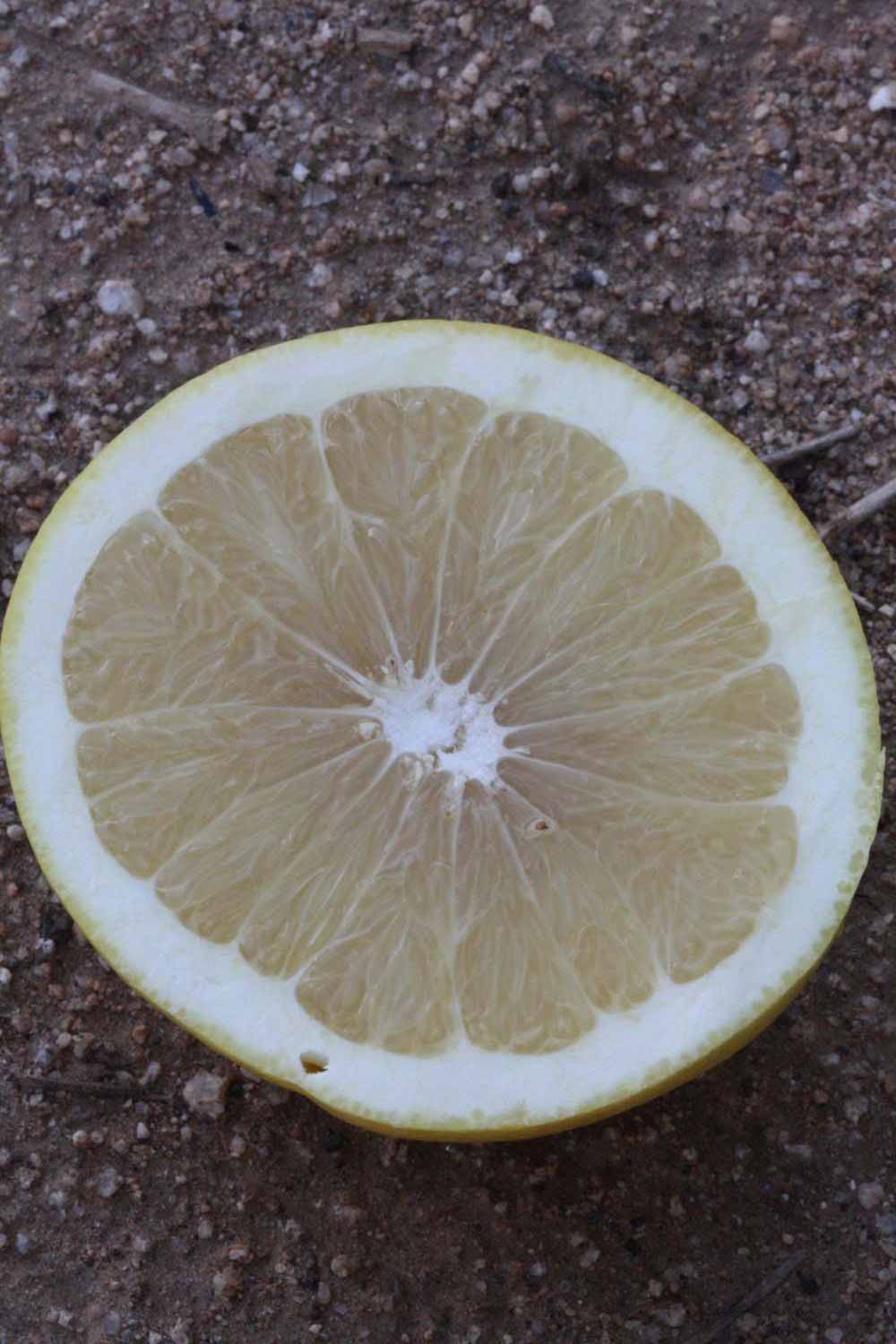              Fruit cross-section (Riverside, CA)       